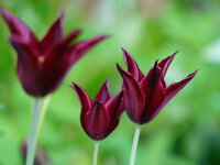 Tulipa Sarah Raven (5 Stk.)