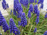 Muscari armeniacum (20 Stk.)