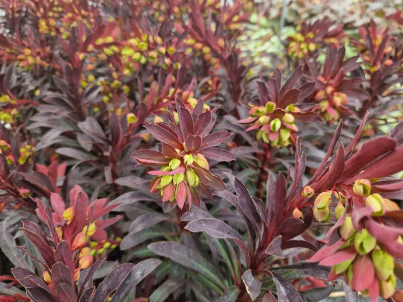Euphorbia amygdaloides Hybr. Miners Merlot