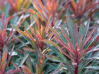 Euphorbia amygdaloides Hybr. Miners Merlot