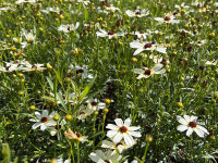 Coreopsis verticillata Fools Gold