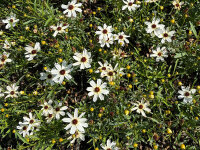 Coreopsis verticillata Fools Gold