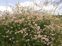 Securigera (Coronilla) varia