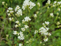 Galium glaucum