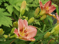 Hemerocallis Hybr. Always Afternoon