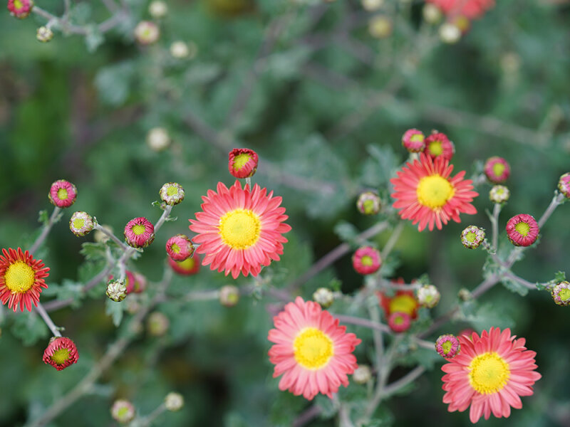 Chrysanthemum Polka