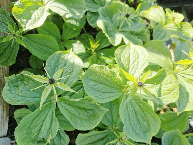 Paris quadrifolia