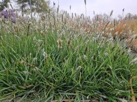 Sesleria Greenlee Hybrid